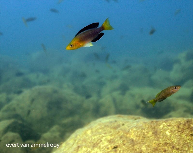 Cyprichromis sp. 'leptosoma jumbo' Nkondwe Island